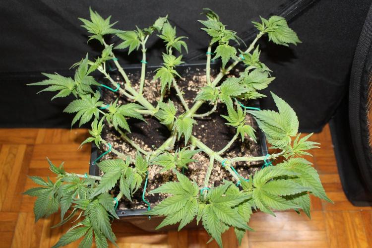 GORILLA ZKITTLEZ - Barney's Farm. Week 5
