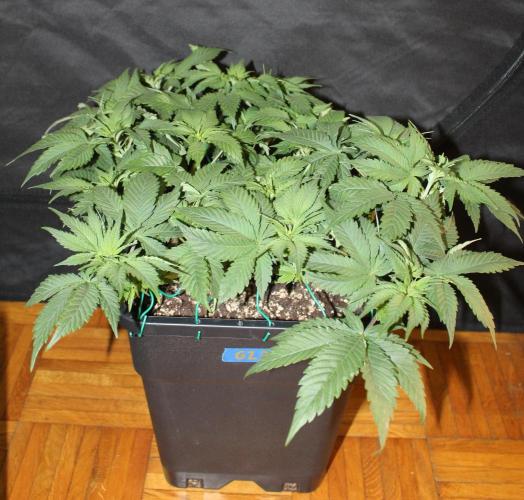 GORILLA ZKITTLEZ - Barney's Farm. Week 5