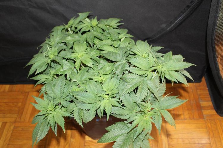 GORILLA ZKITTLEZ - Barney's Farm. Week 5
