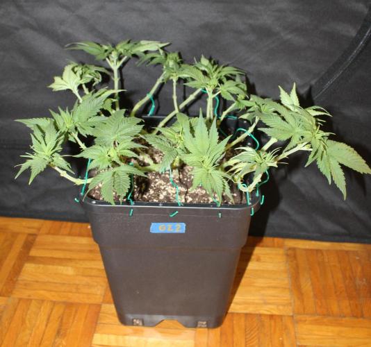 GORILLA ZKITTLEZ - Barney's Farm. Week 5