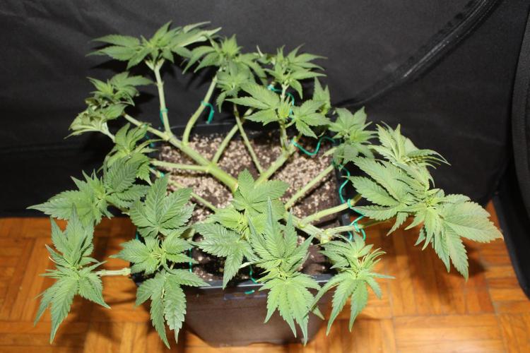 GORILLA ZKITTLEZ - Barney's Farm. Week 5