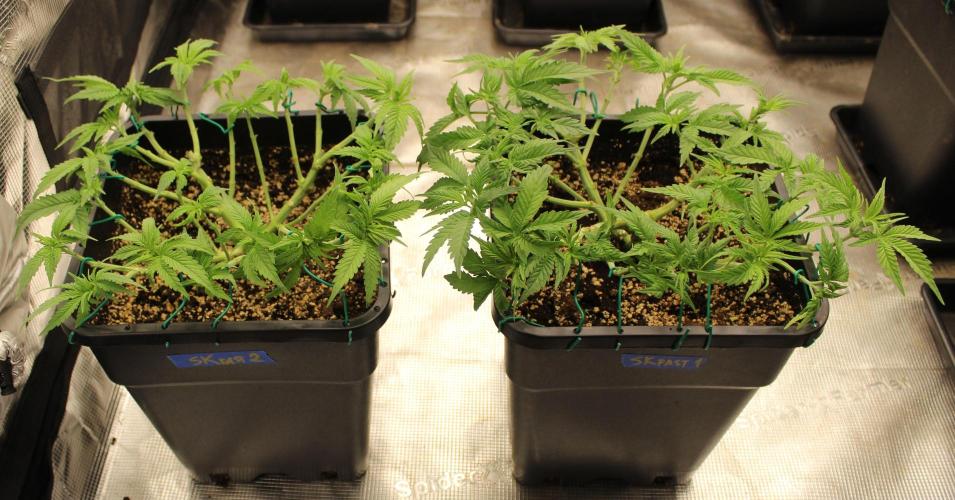 GORILLA ZKITTLEZ - Barney's Farm. Week 5