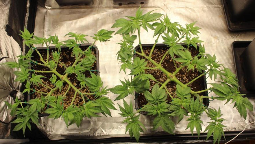 GORILLA ZKITTLEZ - Barney's Farm. Week 5