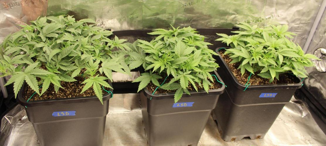 LSD - Barney's Farm. Week 5