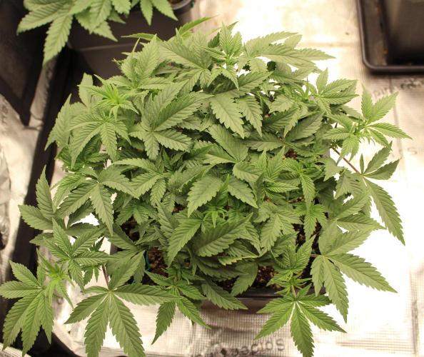 LSD - Barney's Farm. Week 5