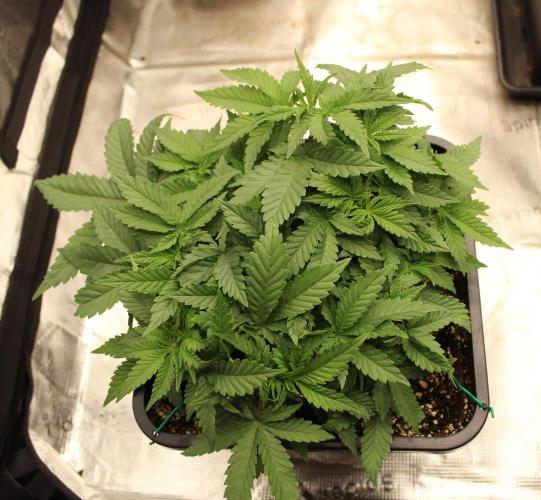 LSD - Barney's Farm. Week 5
