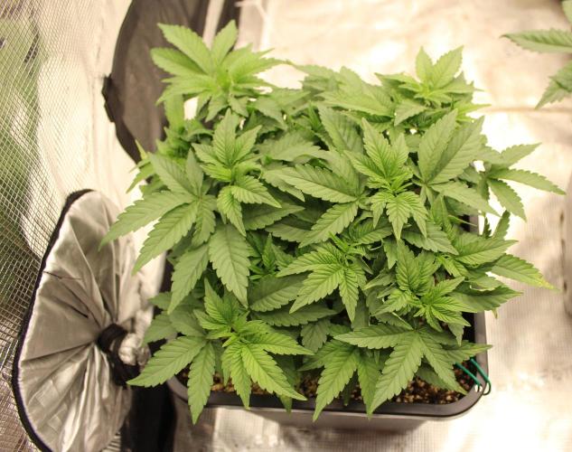 LSD - Barney's Farm. Week 5