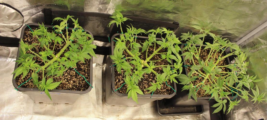 LSD - Barney's Farm. Week 5