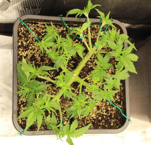 LSD - Barney's Farm. Week 5