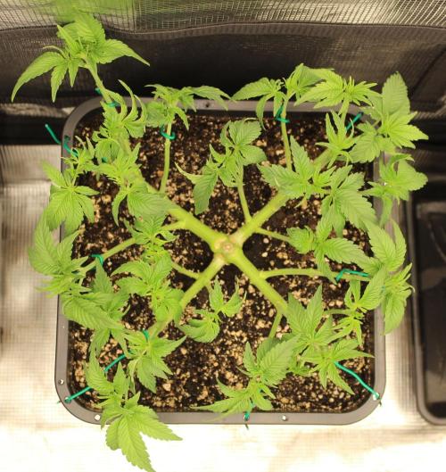 LSD - Barney's Farm. Week 5