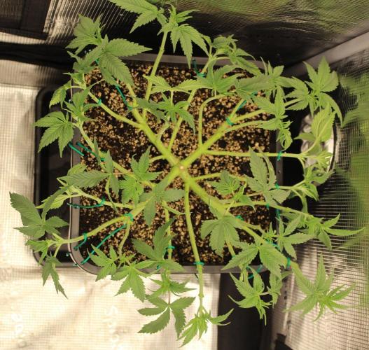 LSD - Barney's Farm. Week 5