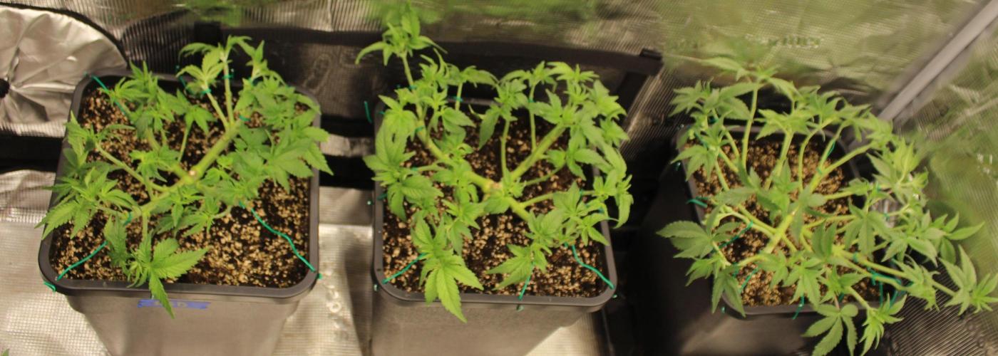 LSD - Barney's Farm. Week 5