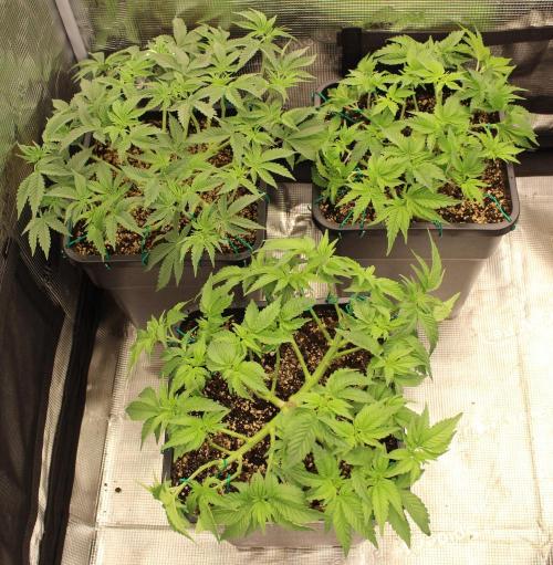 LSD - Barney's Farm. Week 5
