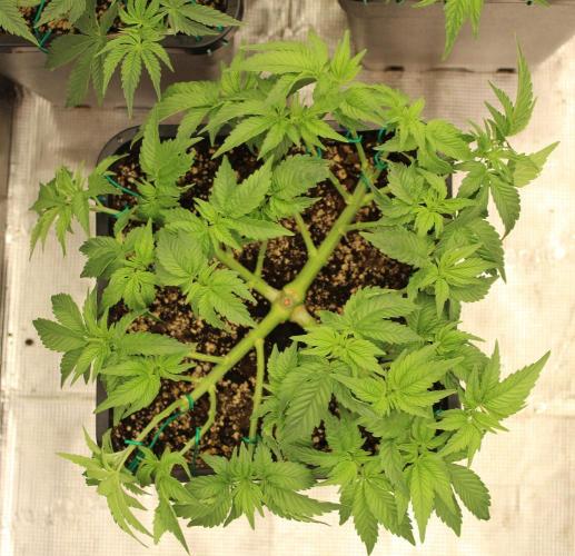 LSD - Barney's Farm. Week 5