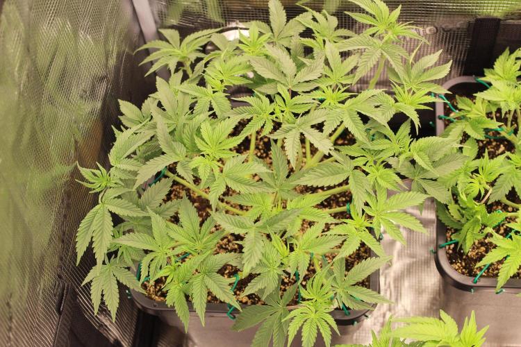 LSD - Barney's Farm. Week 5