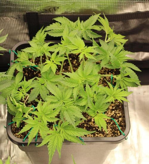 LSD - Barney's Farm. Week 5