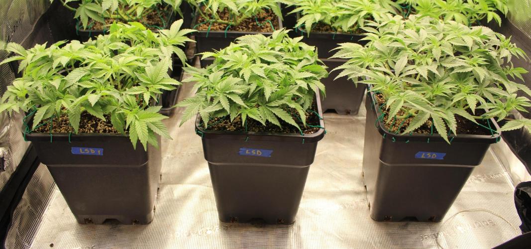 LSD - Barney's Farm. Week 5