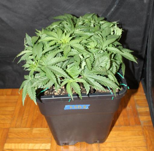 LSD - Barney's Farm. Week 5