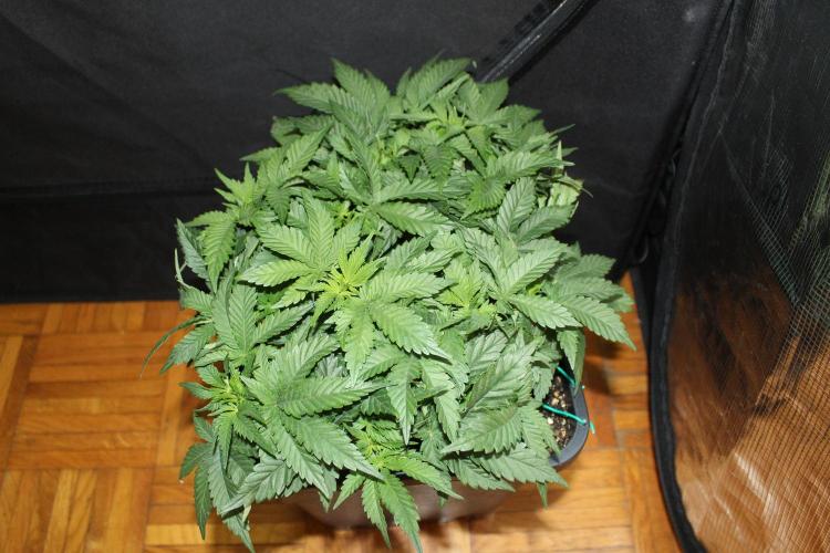 LSD - Barney's Farm. Week 5