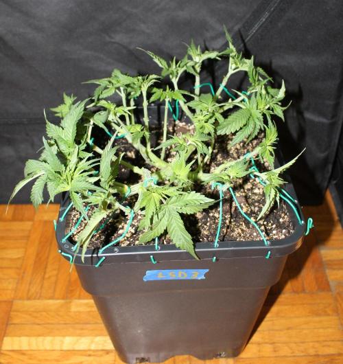 LSD - Barney's Farm. Week 5