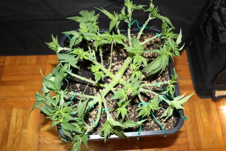 LSD - Barney's Farm. Week 5