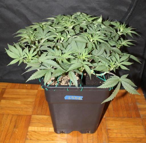 LSD - Barney's Farm. Week 5
