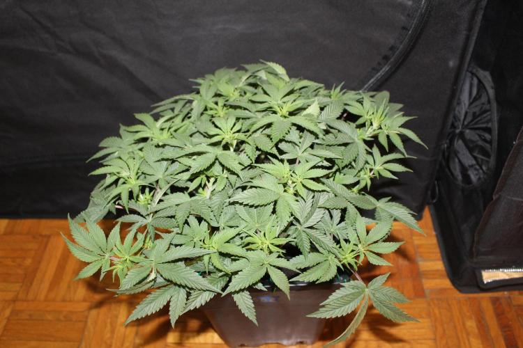 LSD - Barney's Farm. Week 5