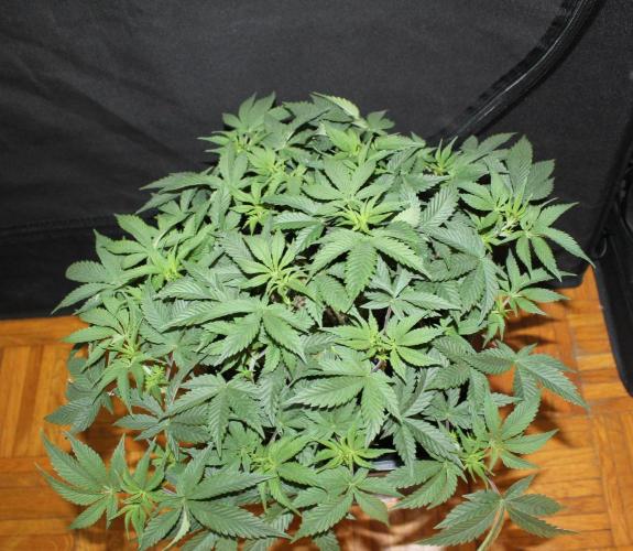 LSD - Barney's Farm. Week 5