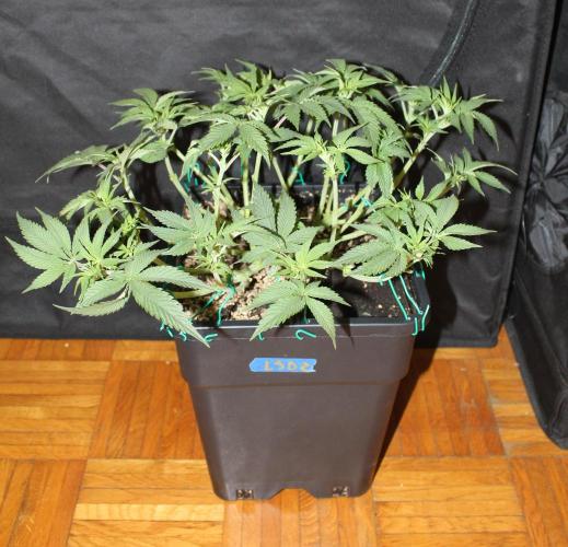 LSD - Barney's Farm. Week 5