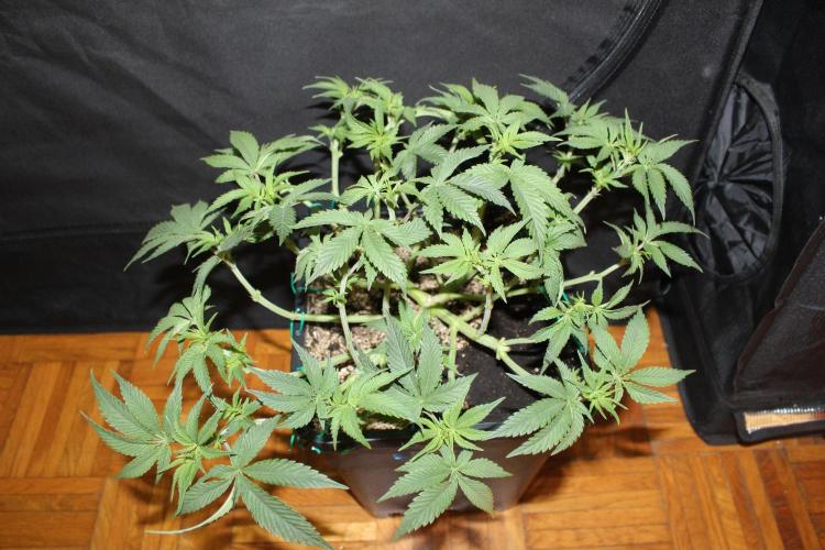 LSD - Barney's Farm. Week 5