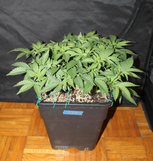 LSD - Barney's Farm. Week 5