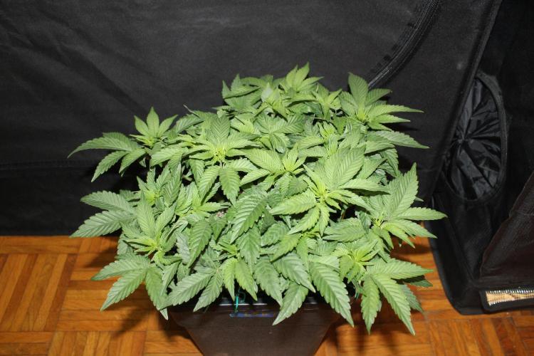 LSD - Barney's Farm. Week 5