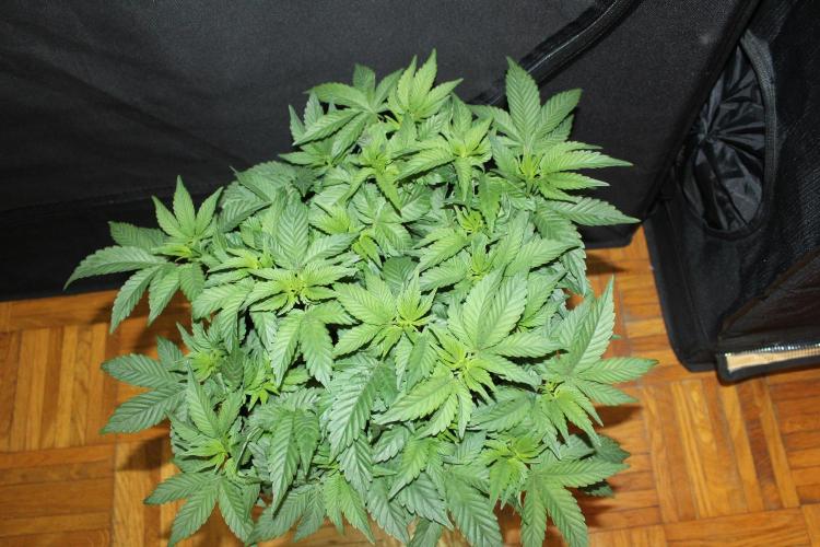 LSD - Barney's Farm. Week 5