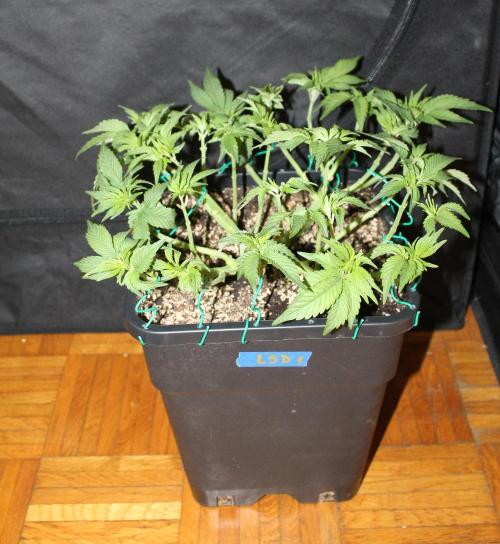 LSD - Barney's Farm. Week 5