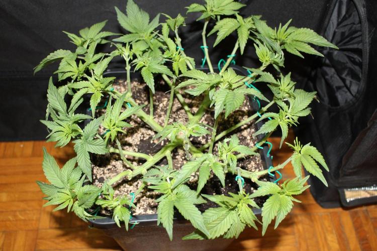 LSD - Barney's Farm. Week 5