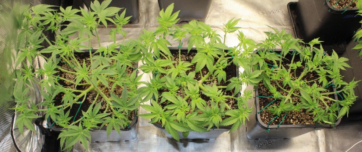 LSD - Barney's Farm. Week 5