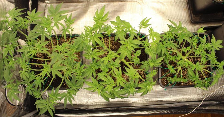 LSD-Feminsed. Week 5