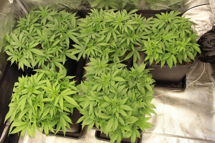 BUBBA KUSH - Barney's Farm. Week 5
