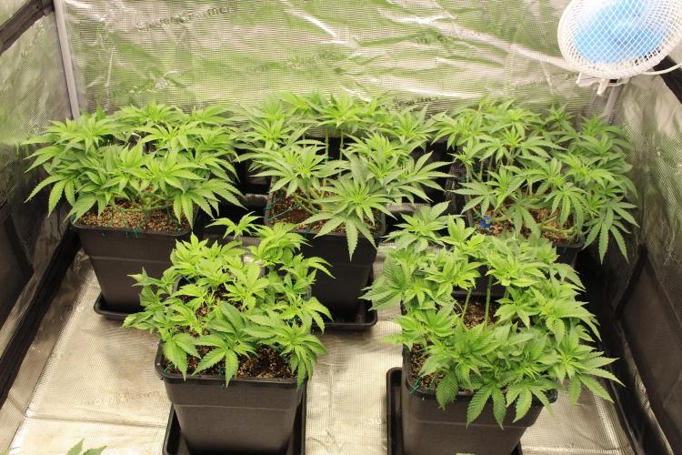 BUBBA KUSH - Barney's Farm. Week 5