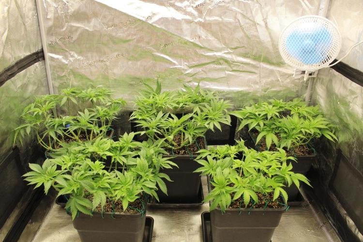 BUBBA KUSH - Barney's Farm. Week 5