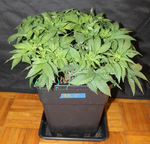 BUBBA KUSH - Barney's Farm. Week 5