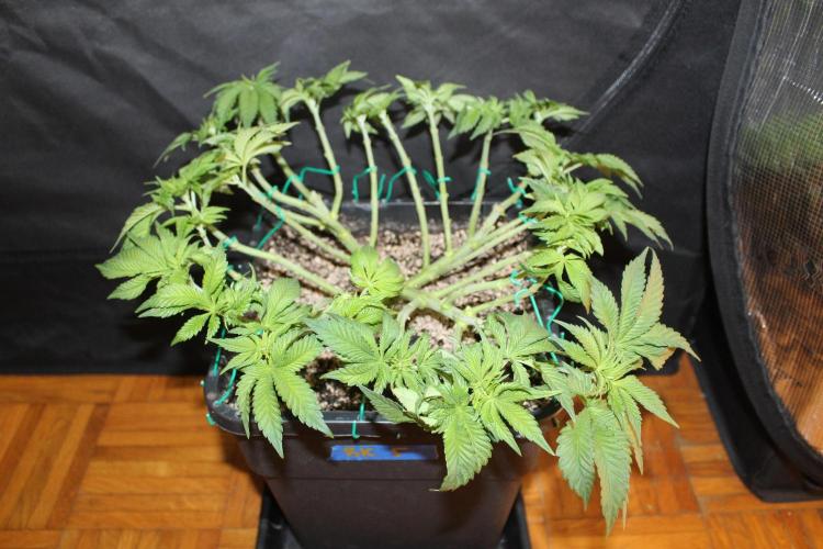 BUBBA KUSH - Barney's Farm. Week 5