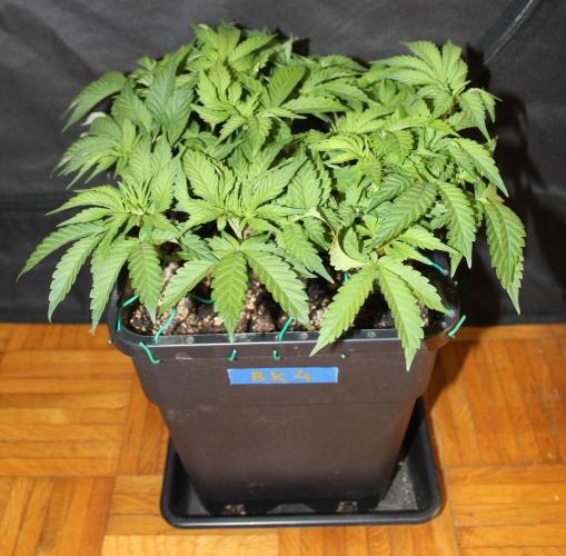 BUBBA KUSH - Barney's Farm. Week 5