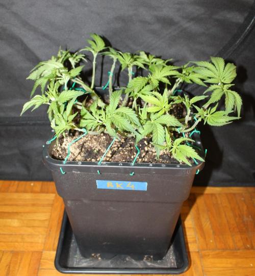 BUBBA KUSH - Barney's Farm. Week 5