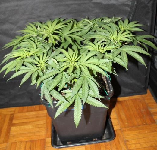 BUBBA KUSH - Barney's Farm. Week 5