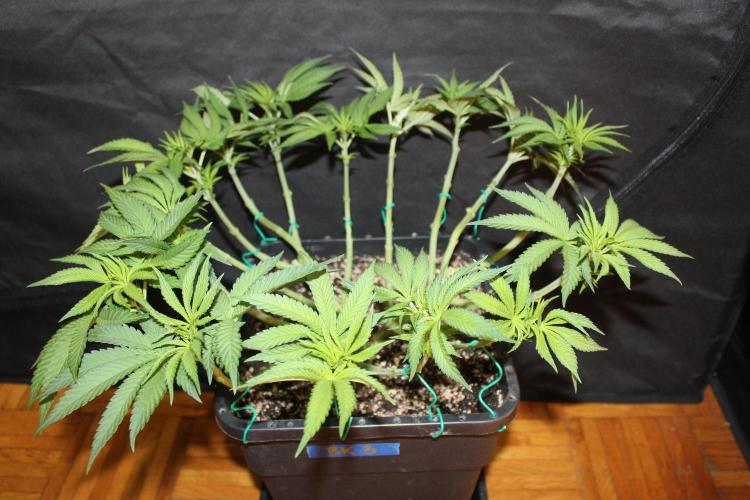 BUBBA KUSH - Barney's Farm. Week 5