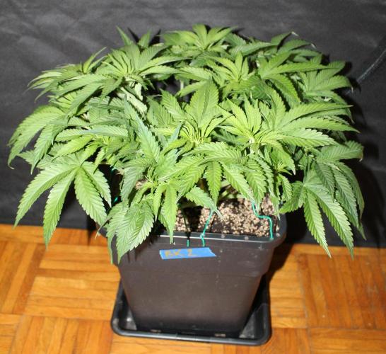 BUBBA KUSH - Barney's Farm. Week 5