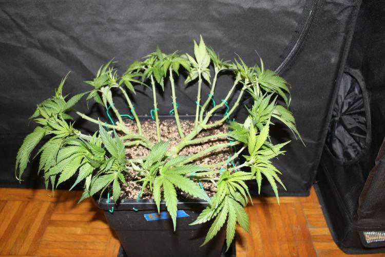 BUBBA KUSH - Barney's Farm. Week 5