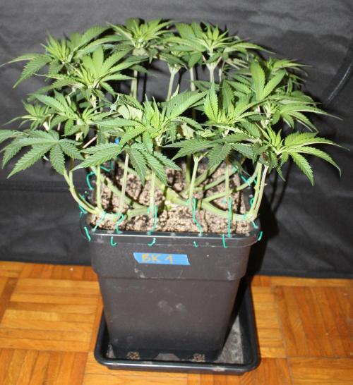 BUBBA KUSH - Barney's Farm. Week 5