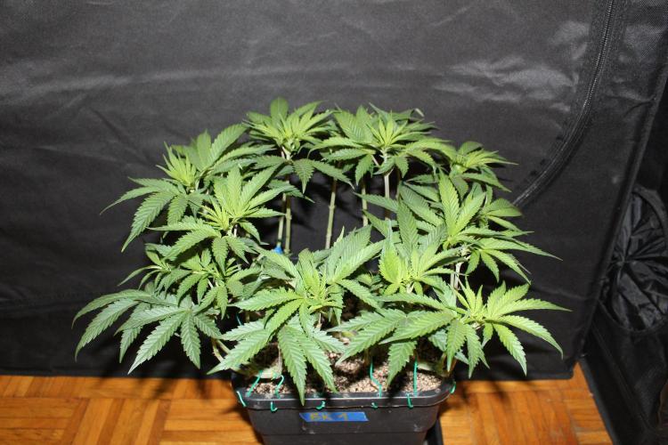 BUBBA KUSH - Barney's Farm. Week 5